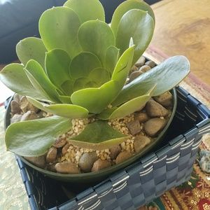 Succulents  Plants  ( aeonium HAVE  ROOTS ALREADY